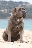 CANE CORSO 613